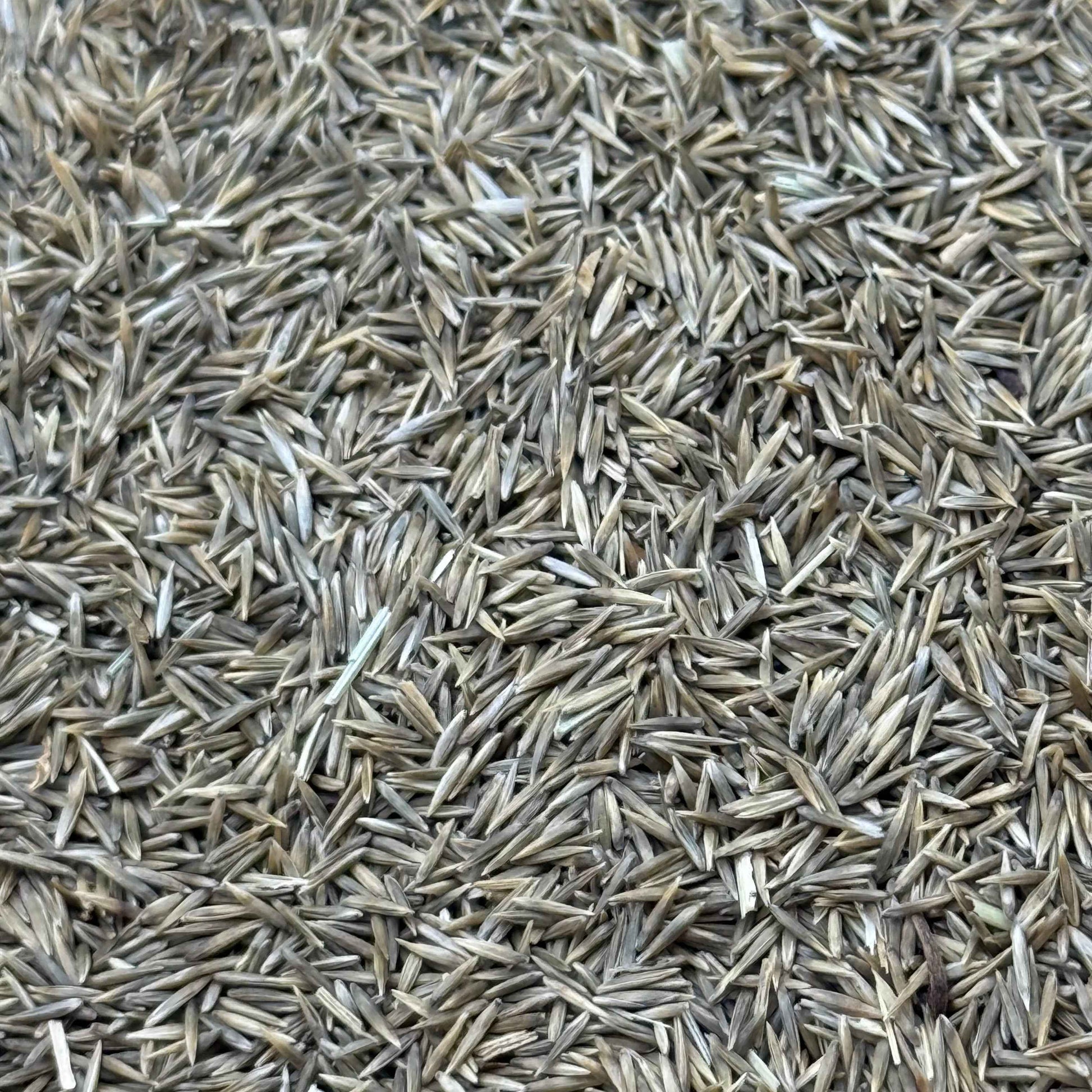 Muhlenbergia rigens - Deer Grass