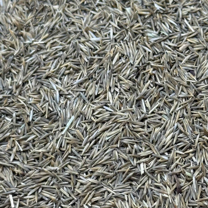Muhlenbergia rigens - Deer Grass