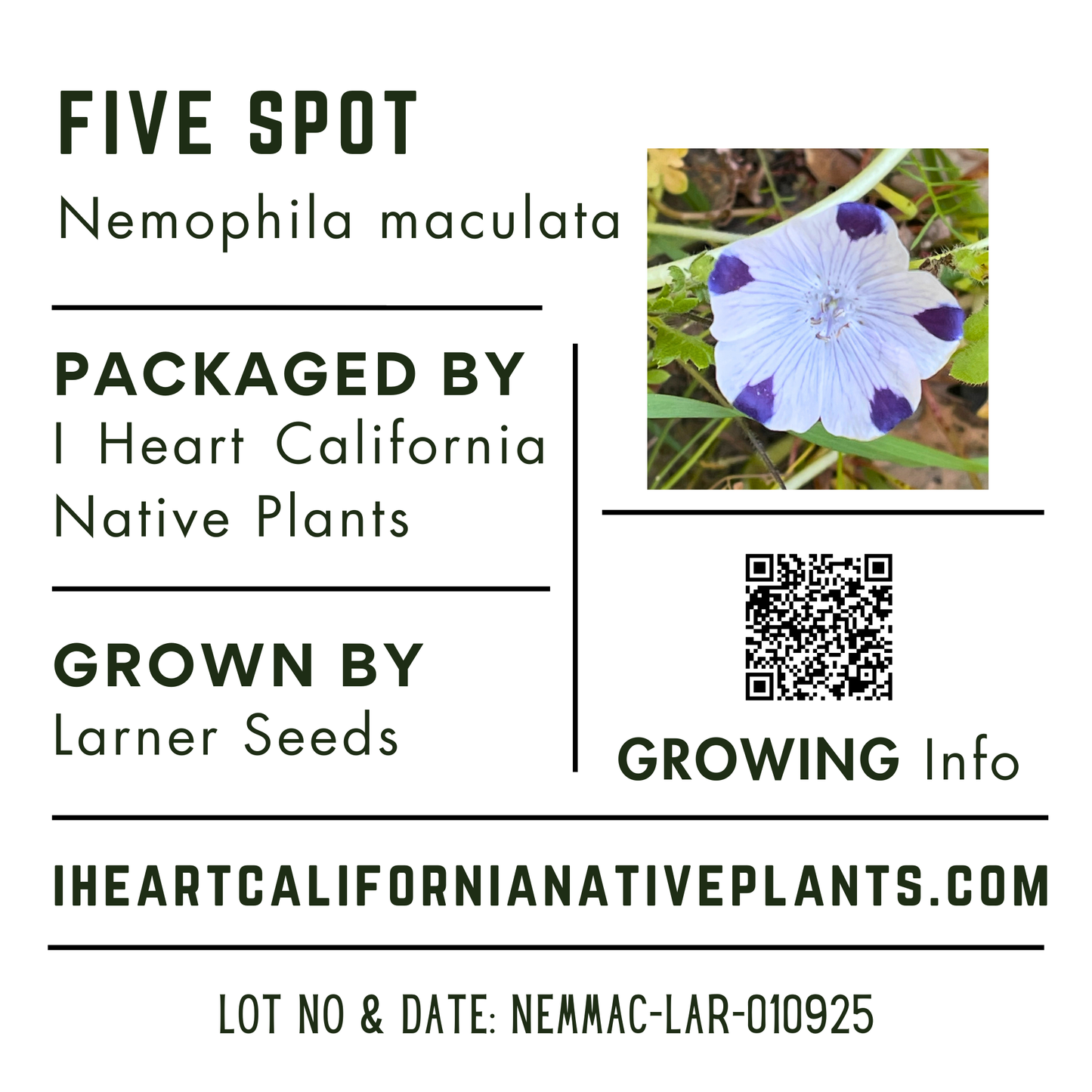 Five Spot (Nemophila maculata)