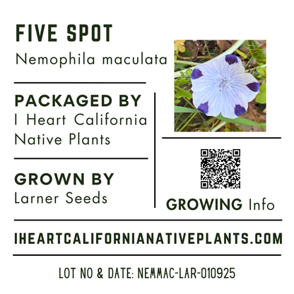 Five Spot (Nemophila maculata)