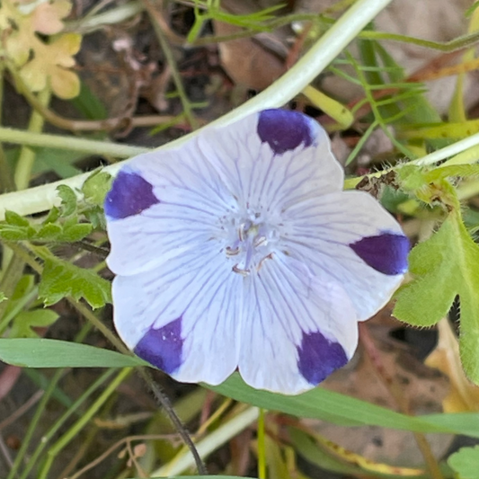 Nemophila maculata - Five Spot