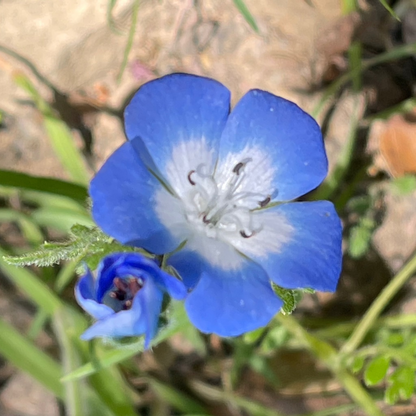 Nemophila menziesii - Baby Blue Eyes