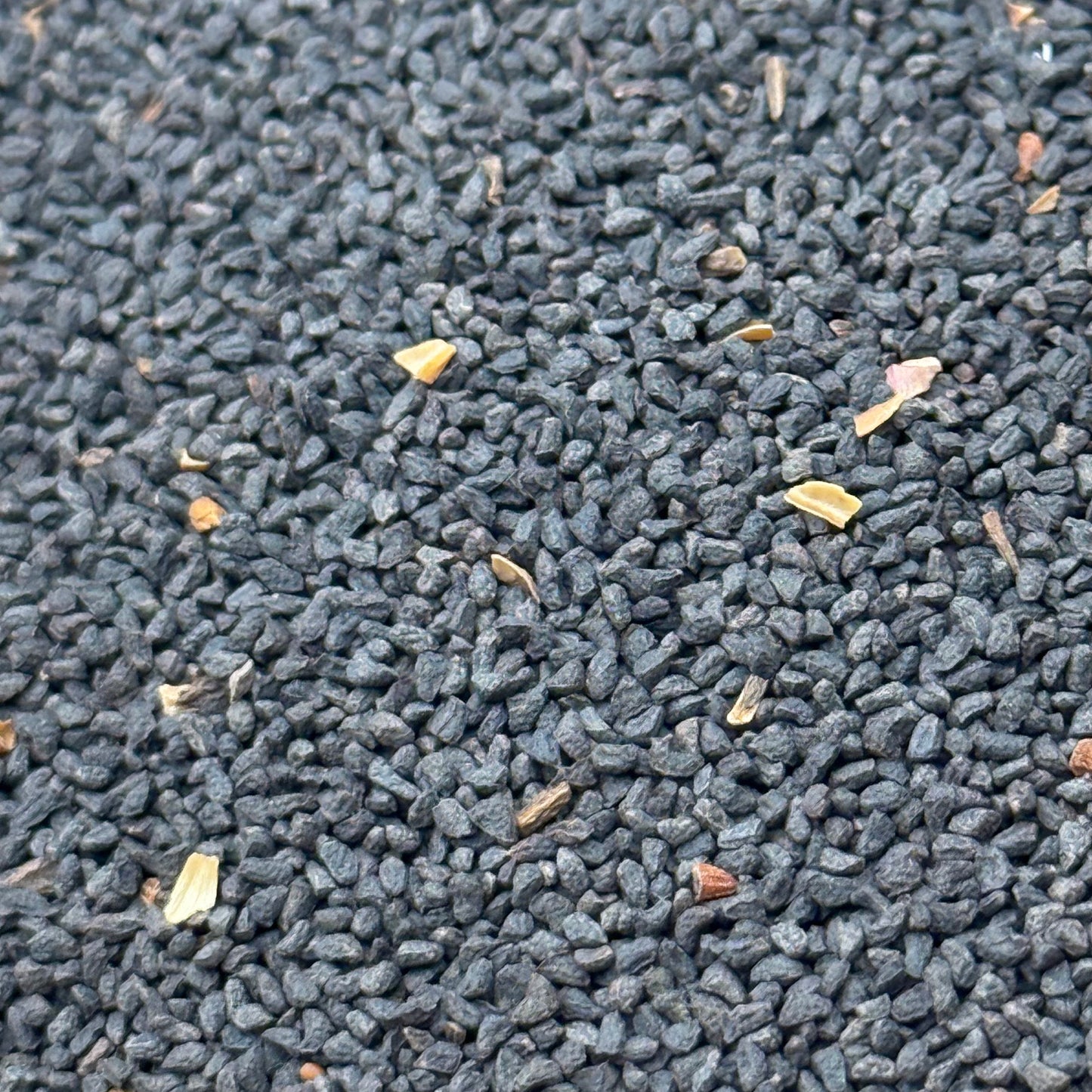 Penstemon eatonii - Firecracker Penstemon