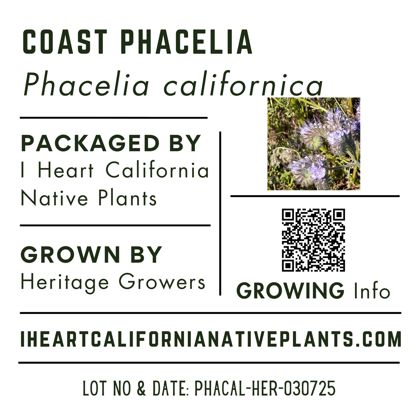 Coast Phacelia (Phacelia californica)