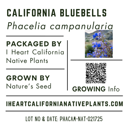 California Bluebells (Phacelia campanularia)