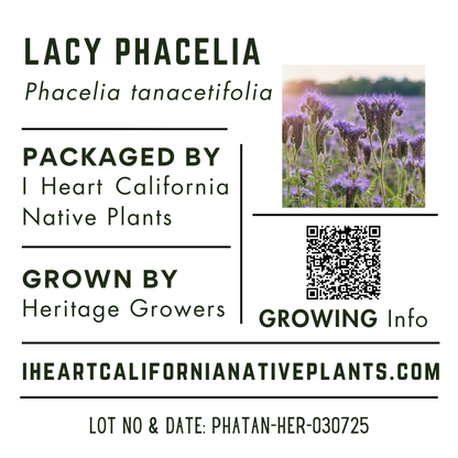 Tansy-leaved phacelia (Phacelia tanacetifolia)
