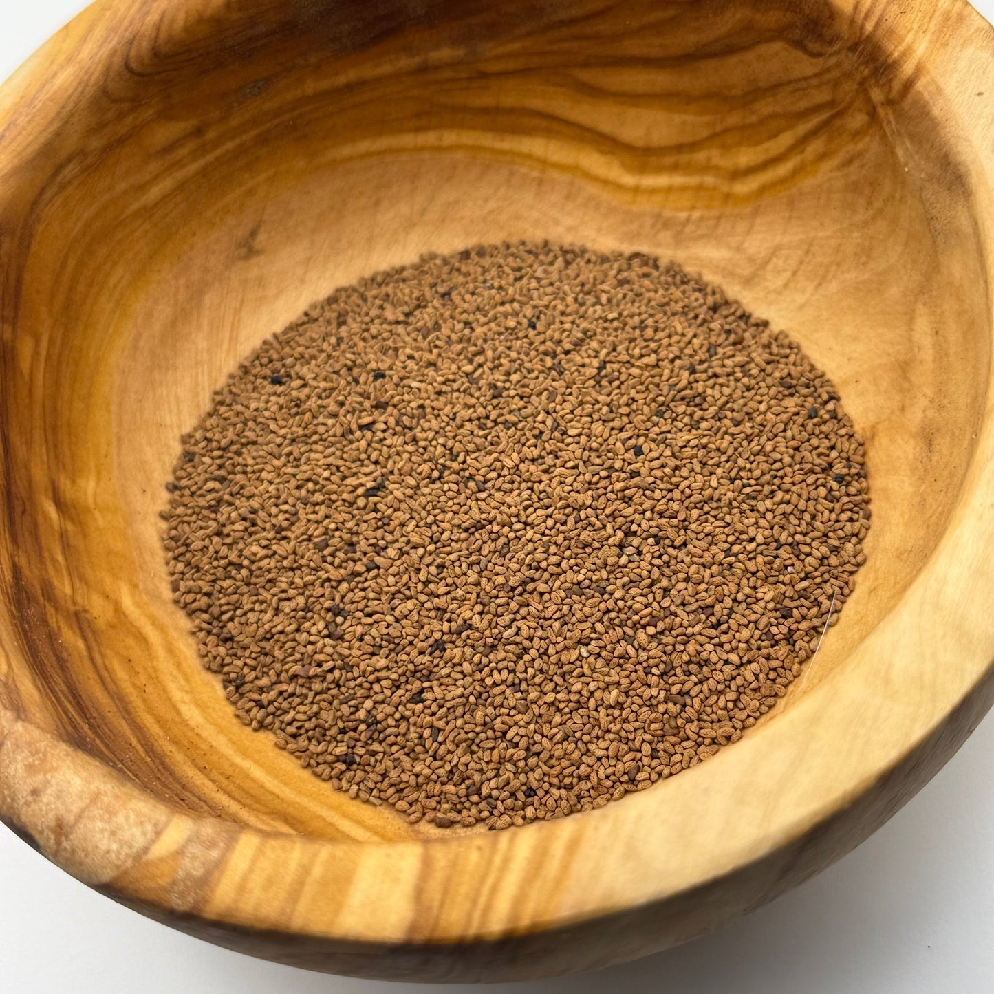 Phacelia tanacetifolia - Lacy phacelia