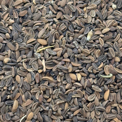 Phacelia tanacetifolia - Lacy phacelia