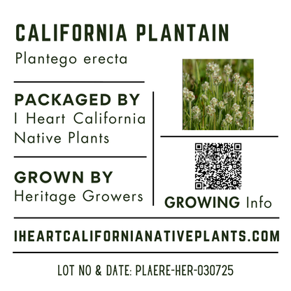 California Plantain (Plantago erecta)