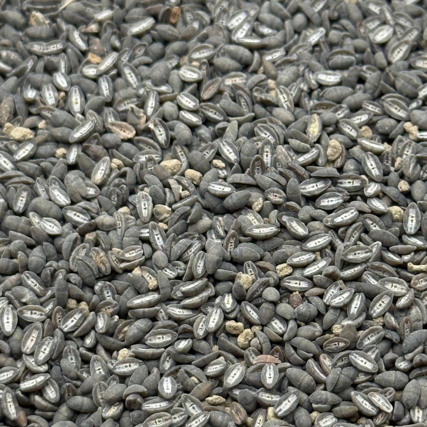 Plantago erecta - California Plantain