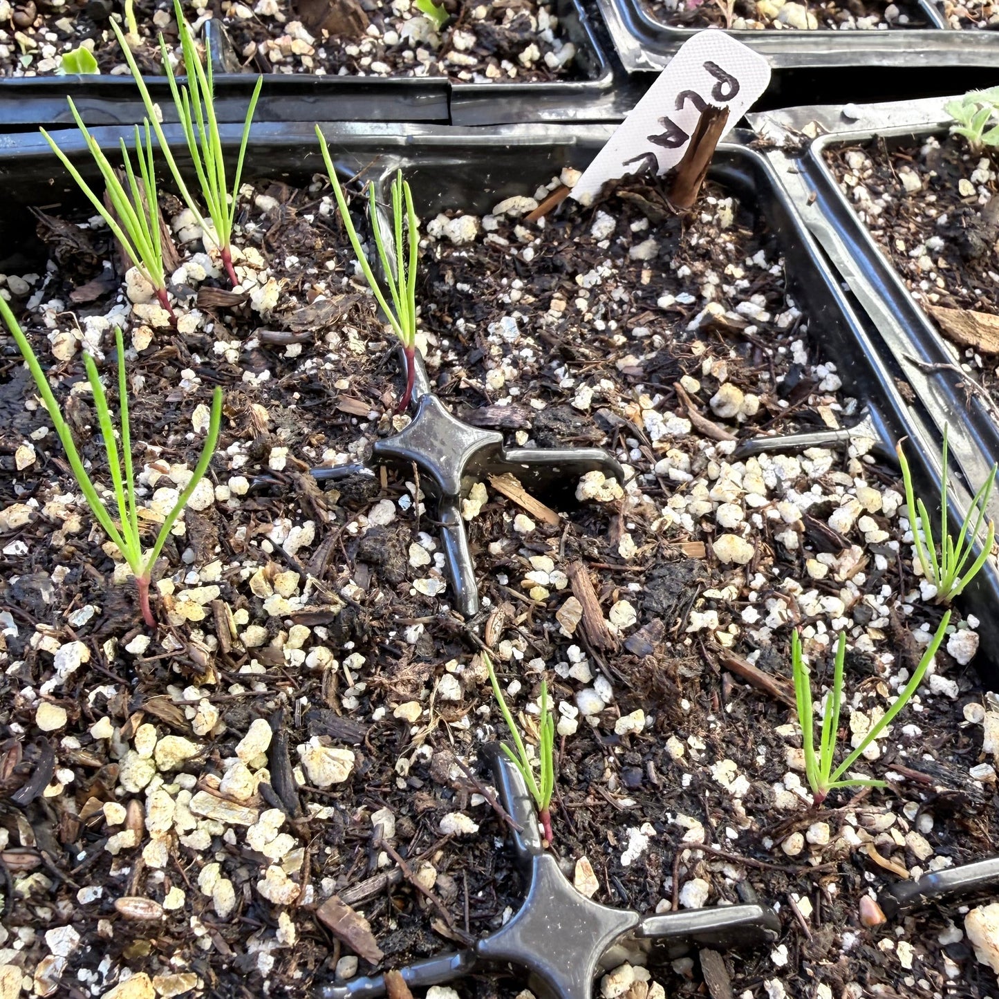 Plantago erecta - California Plantain