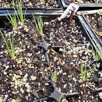 Plantago erecta - California Plantain