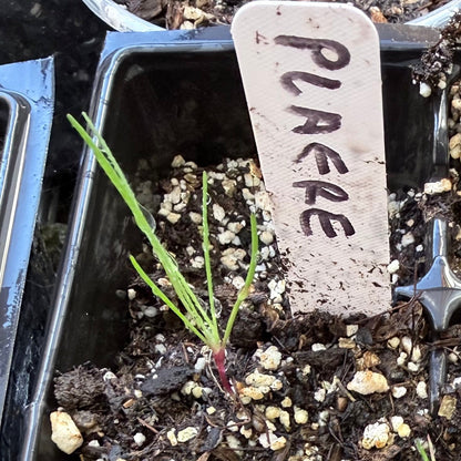 Plantago erecta - California Plantain