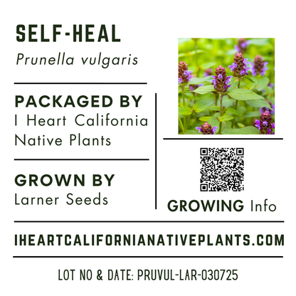 Self-Heal (Prunella vulgaris)