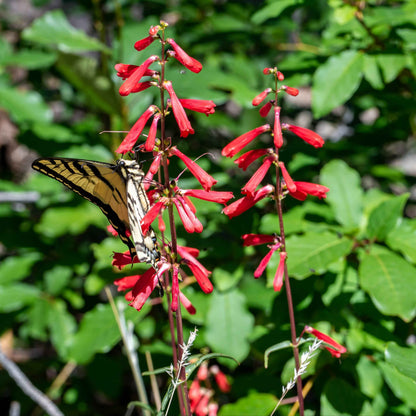 Penstemon eatonii - Firecracker Penstemon