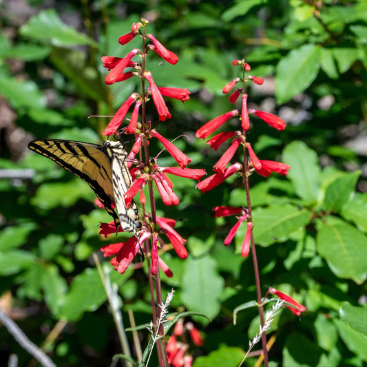 Penstemon eatonii - Firecracker Penstemon