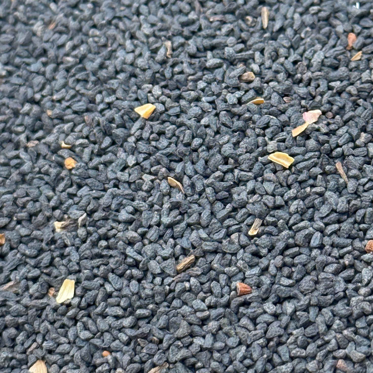 Penstemon spectabilis - Showy penstamon seed closeup