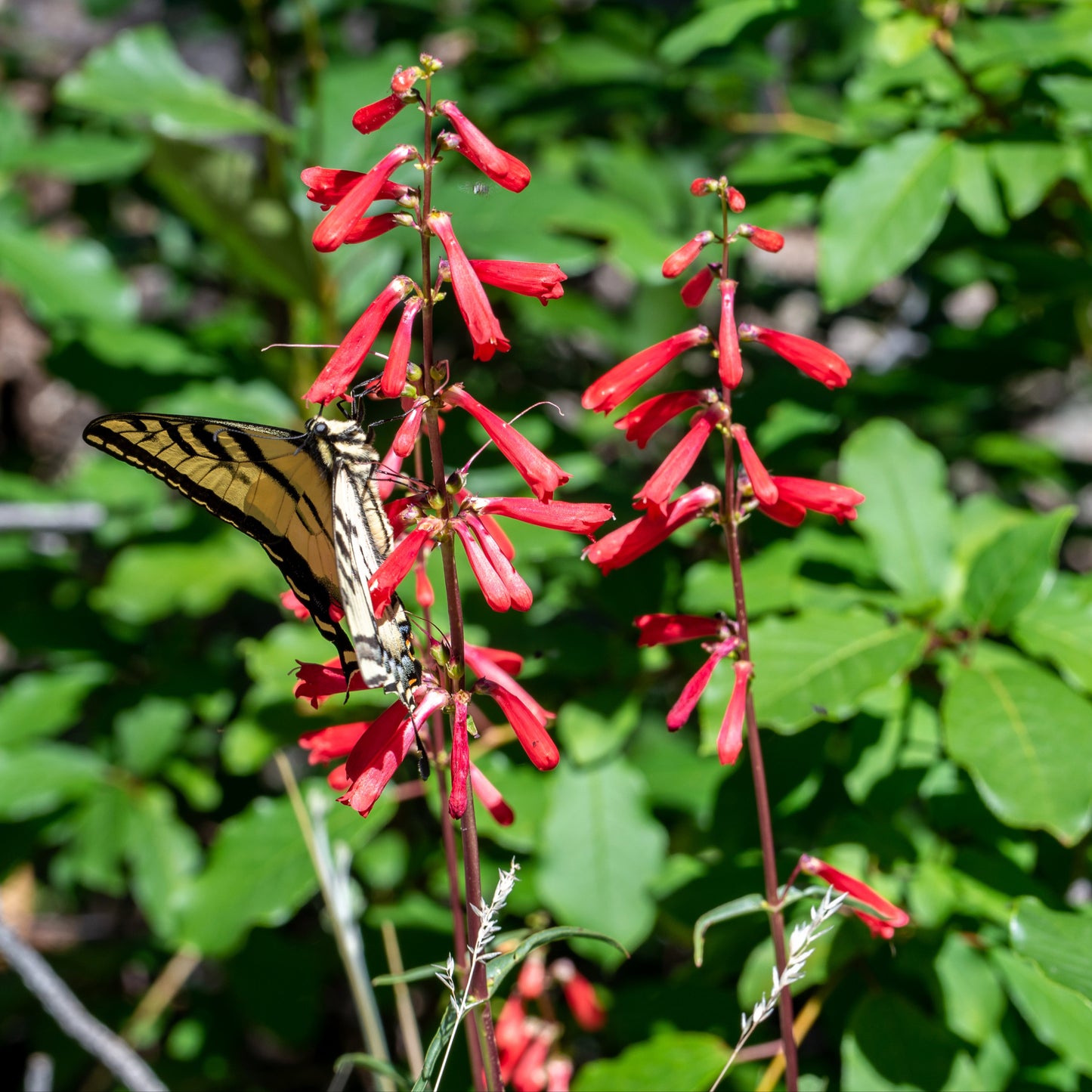 Firecracker Penstemon (Penstemon eatonii)