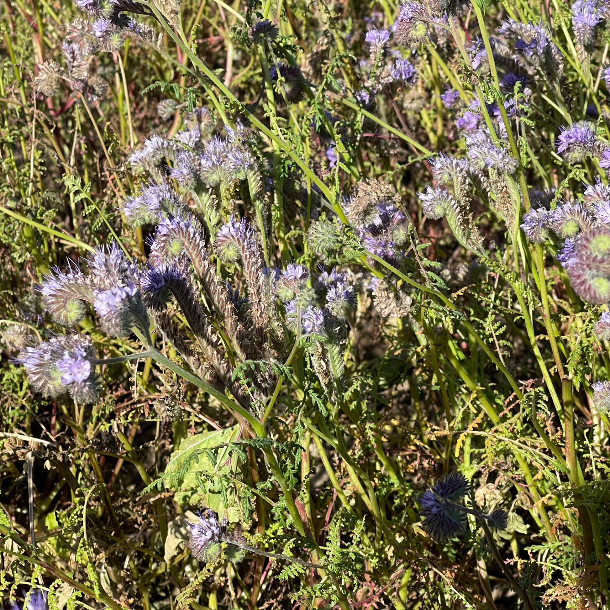 Phacelia californica - Coast Phacelia