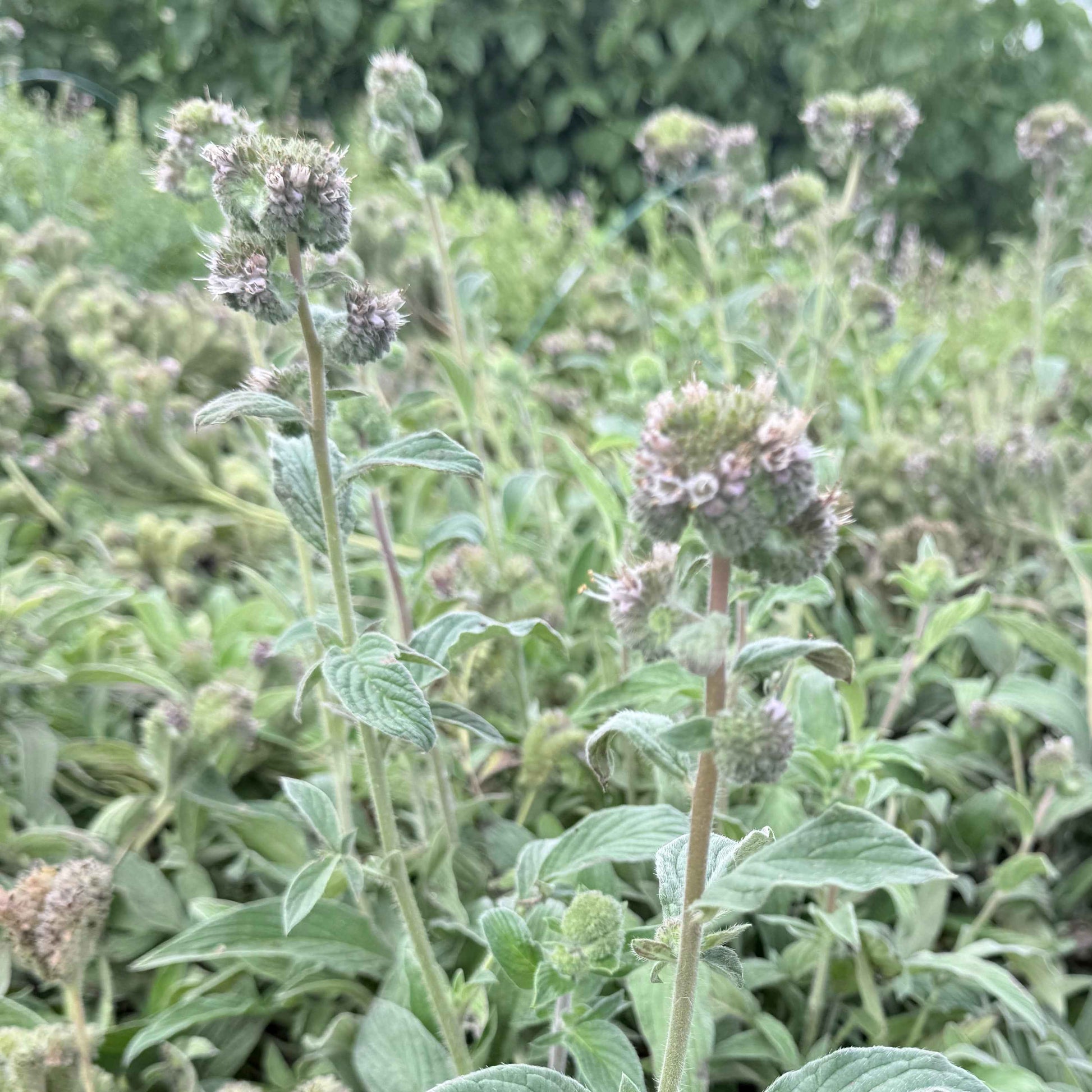 Phacelia californica - Coast Phacelia
