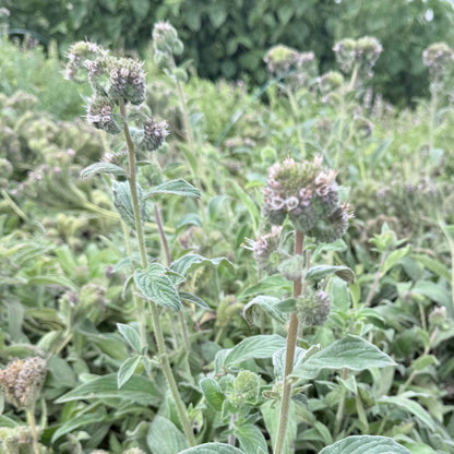 Phacelia californica - Coast Phacelia