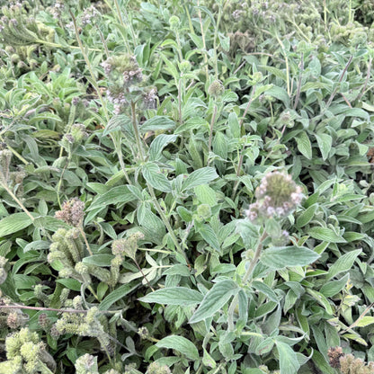 Phacelia californica - Coast Phacelia