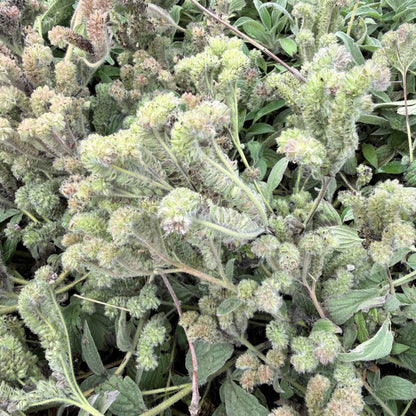 Phacelia californica - Coast Phacelia