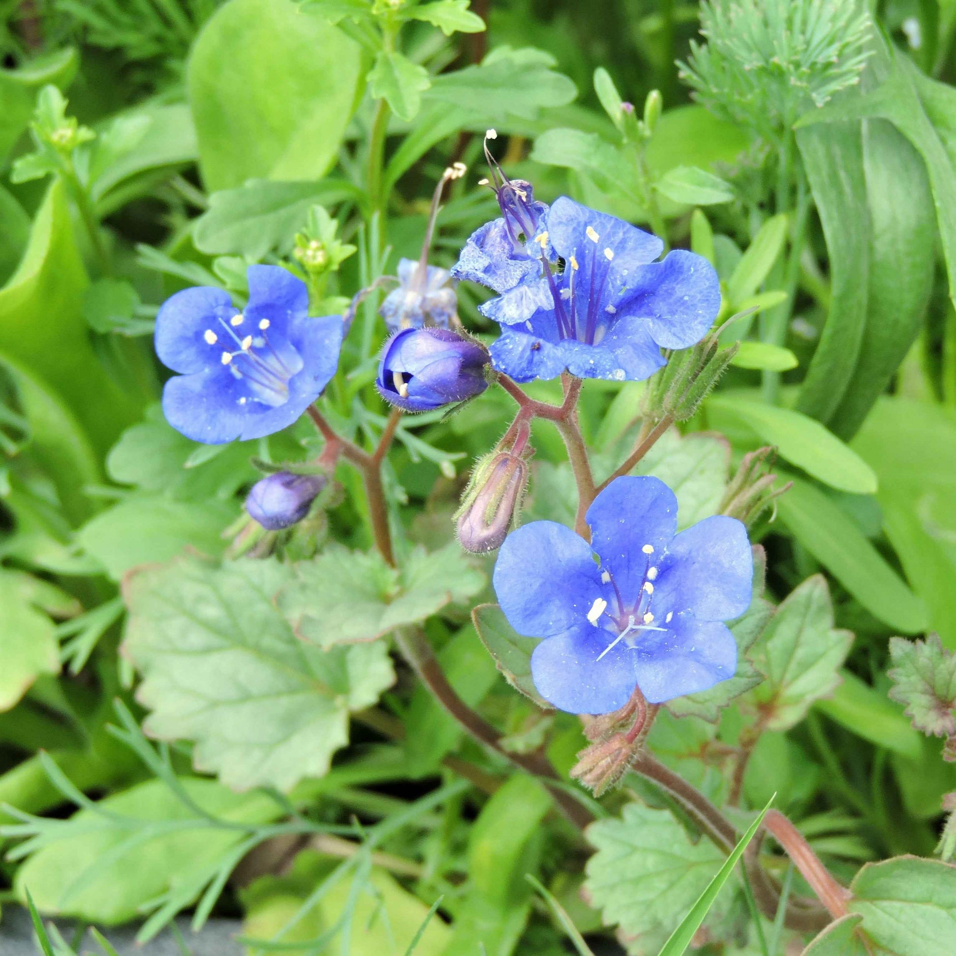 Phacelia campanularia - California Bluebells