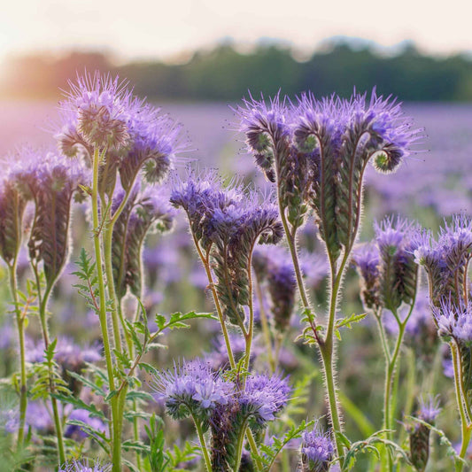 Phacelia tanacetifolia - Lacy phacelia