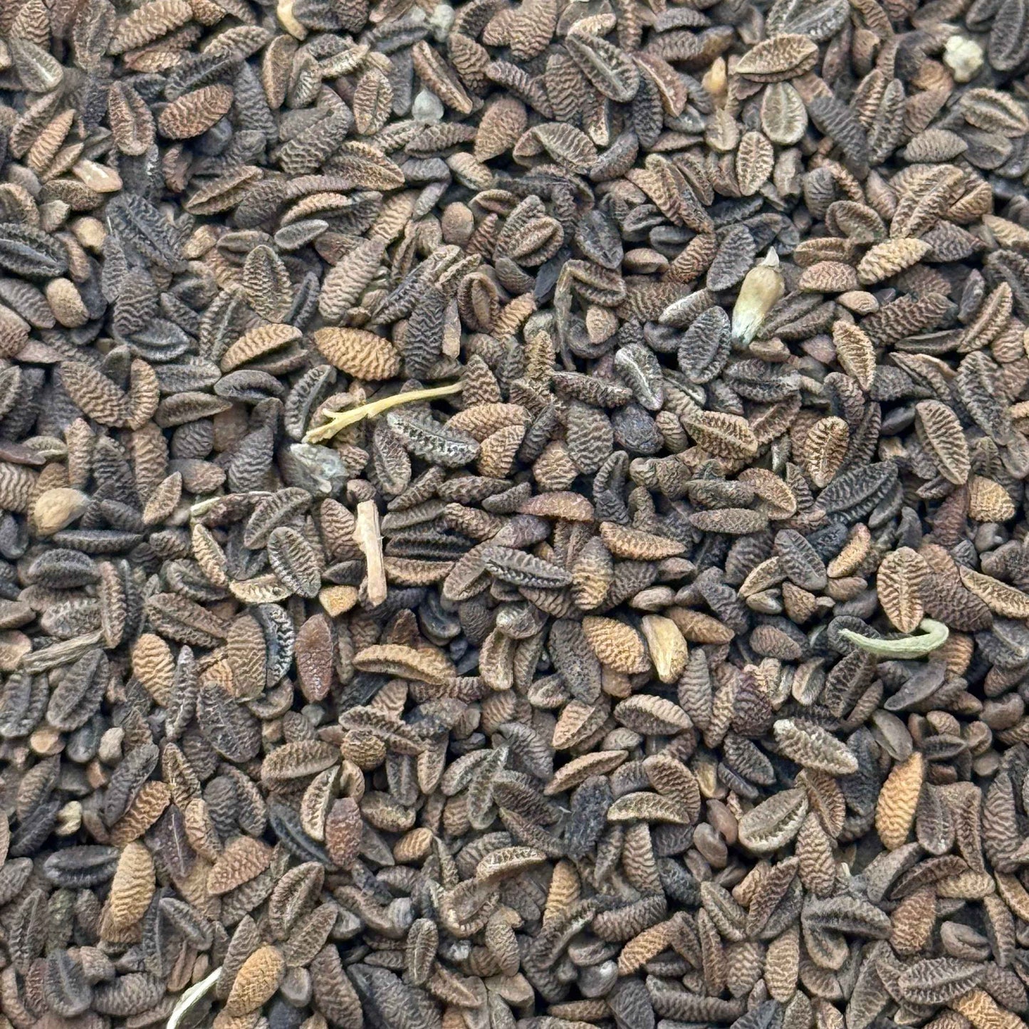 Phacelia tanacetifolia - Lacy phacelia seed closeup