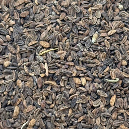 Phacelia tanacetifolia - Lacy phacelia seed closeup