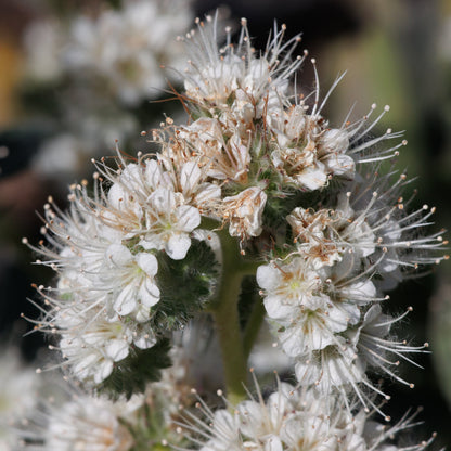 Imbricate Phacelia (Phacelia imbricata)