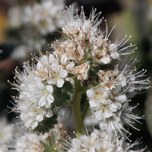 Imbricate Phacelia (Phacelia imbricata)