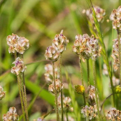 Plantago erecta - California Plantain