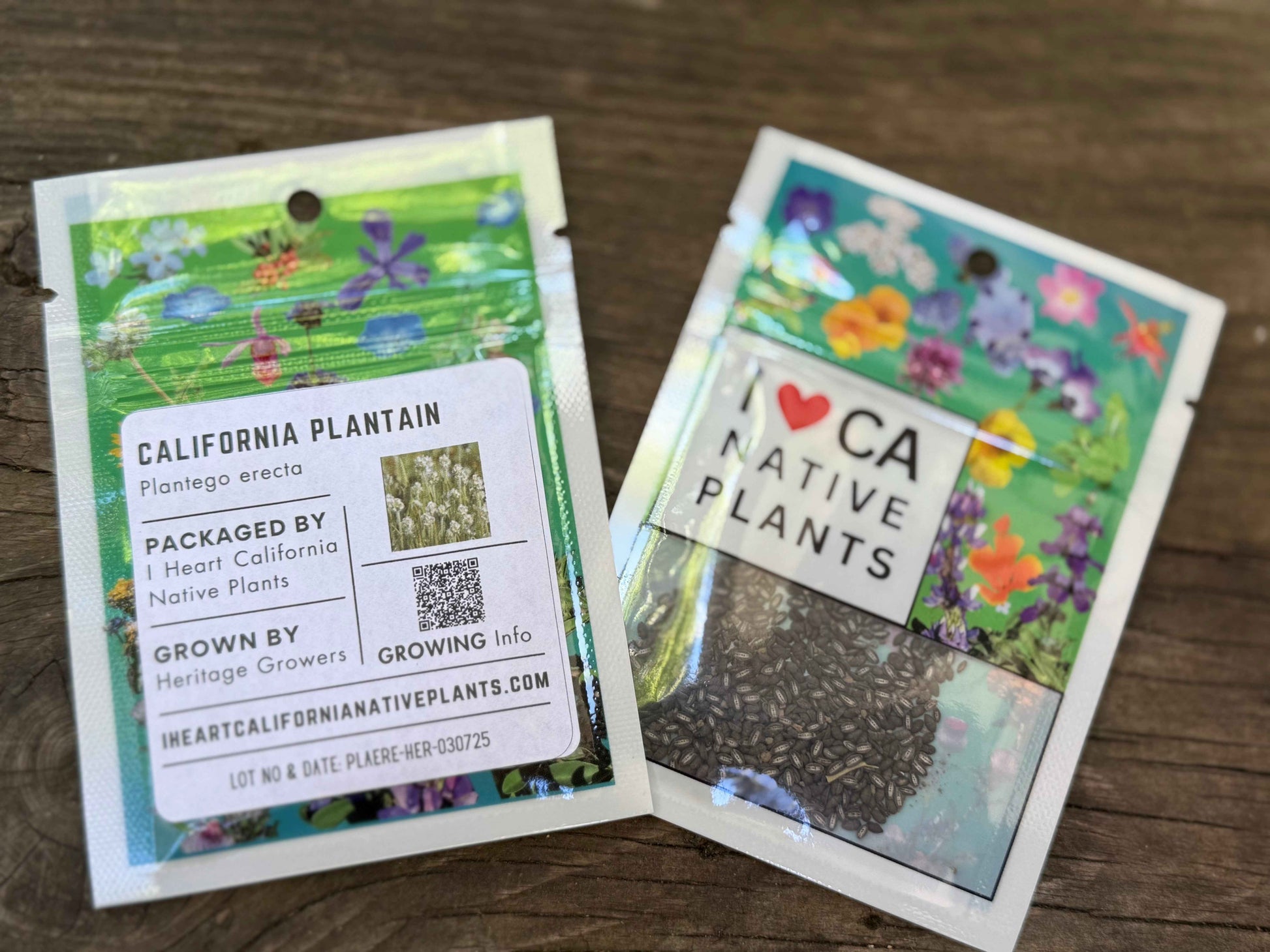 Plantago erecta - California Plantain