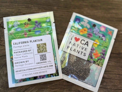 Plantago erecta - California Plantain