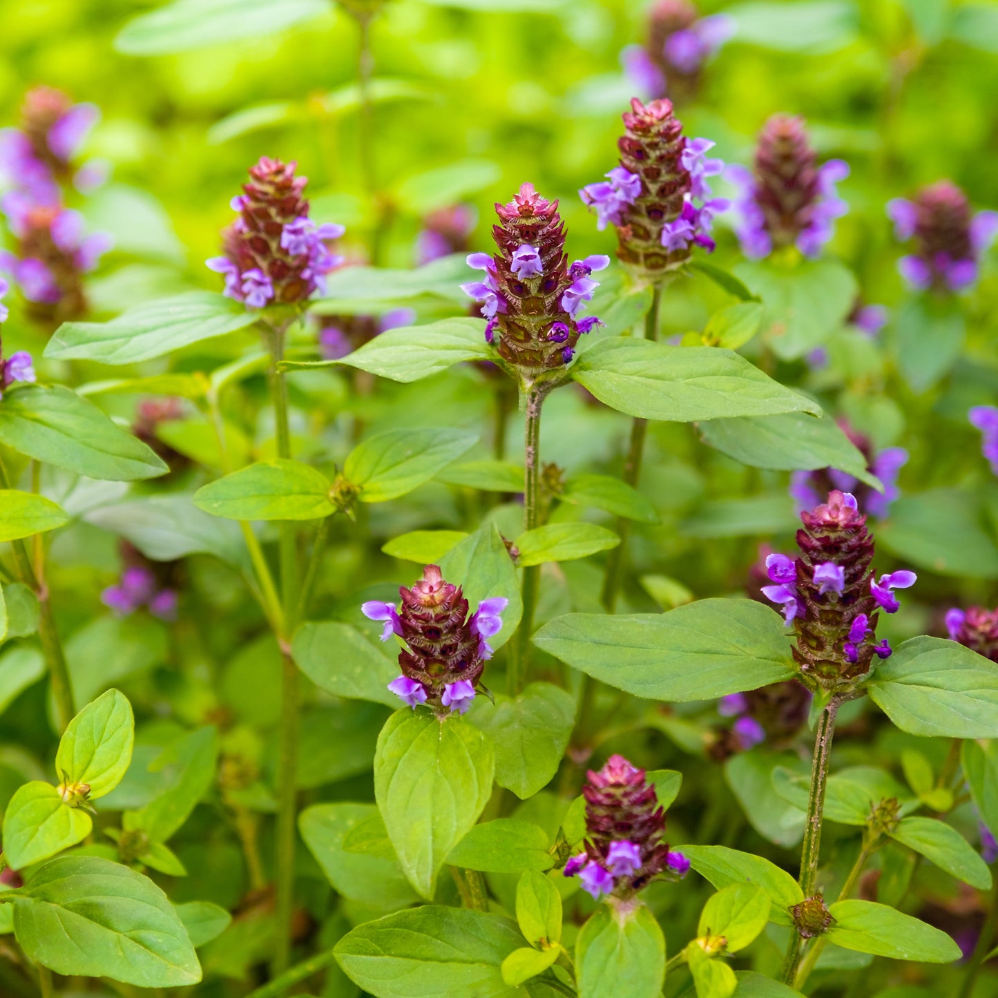 Self-Heal (Prunella vulgaris)