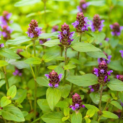 Self-Heal (Prunella vulgaris)