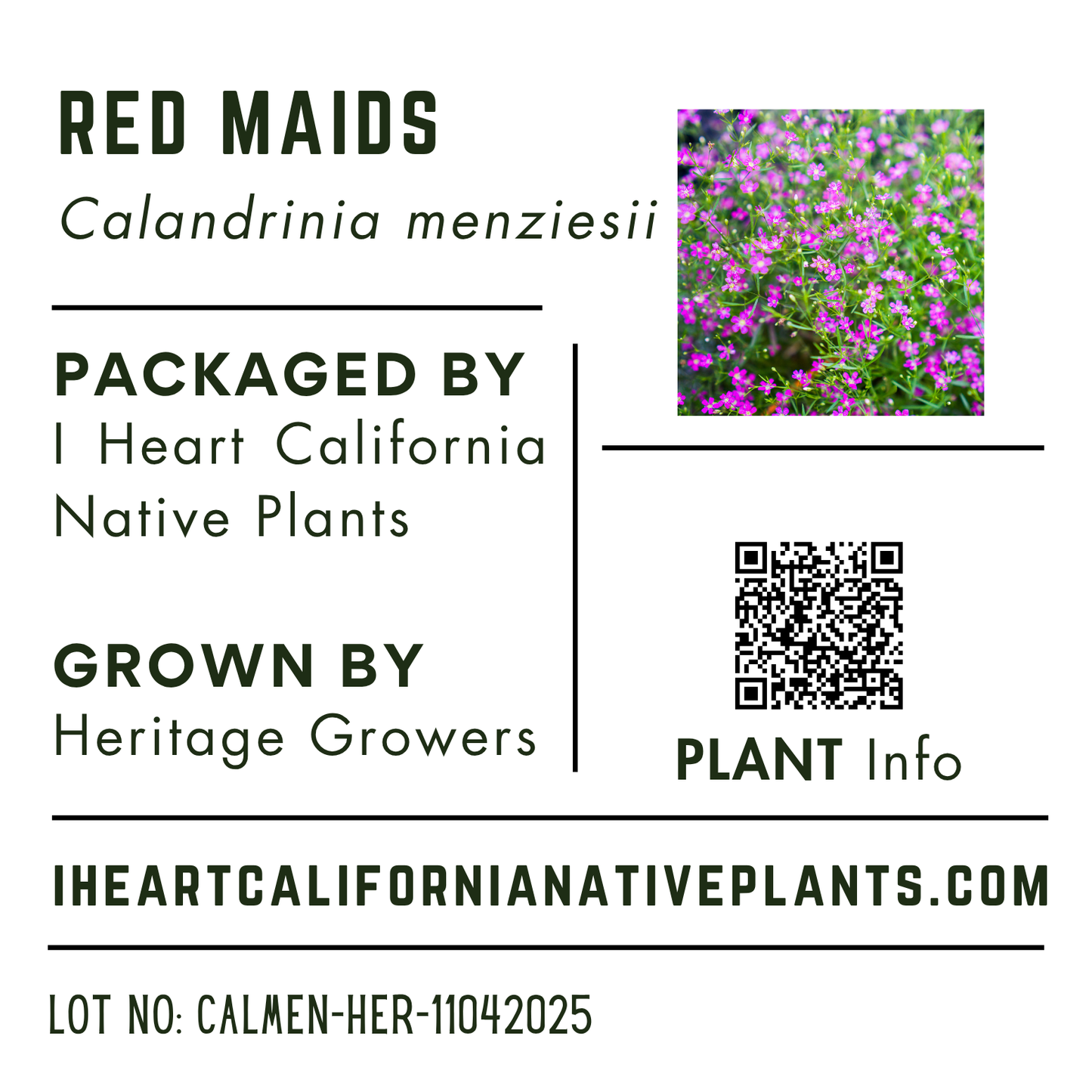 Calandrinia menziesii - Redmaids