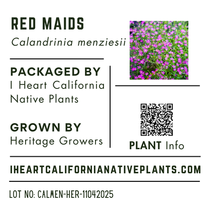 Calandrinia menziesii - Redmaids