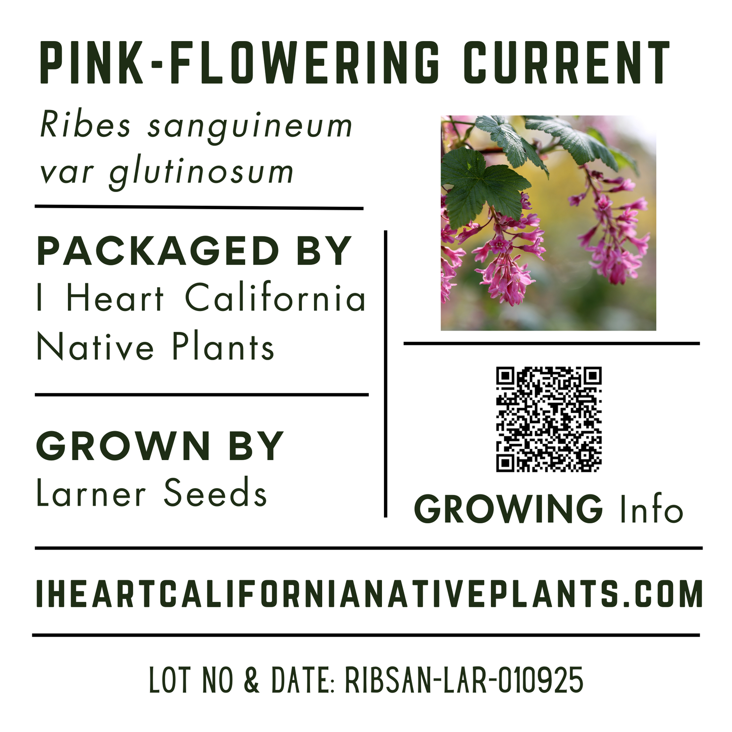 Pink Flowering Currant (Ribes sanguineum var. glutinosa)