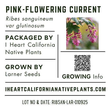 Pink Flowering Currant (Ribes sanguineum var. glutinosa)