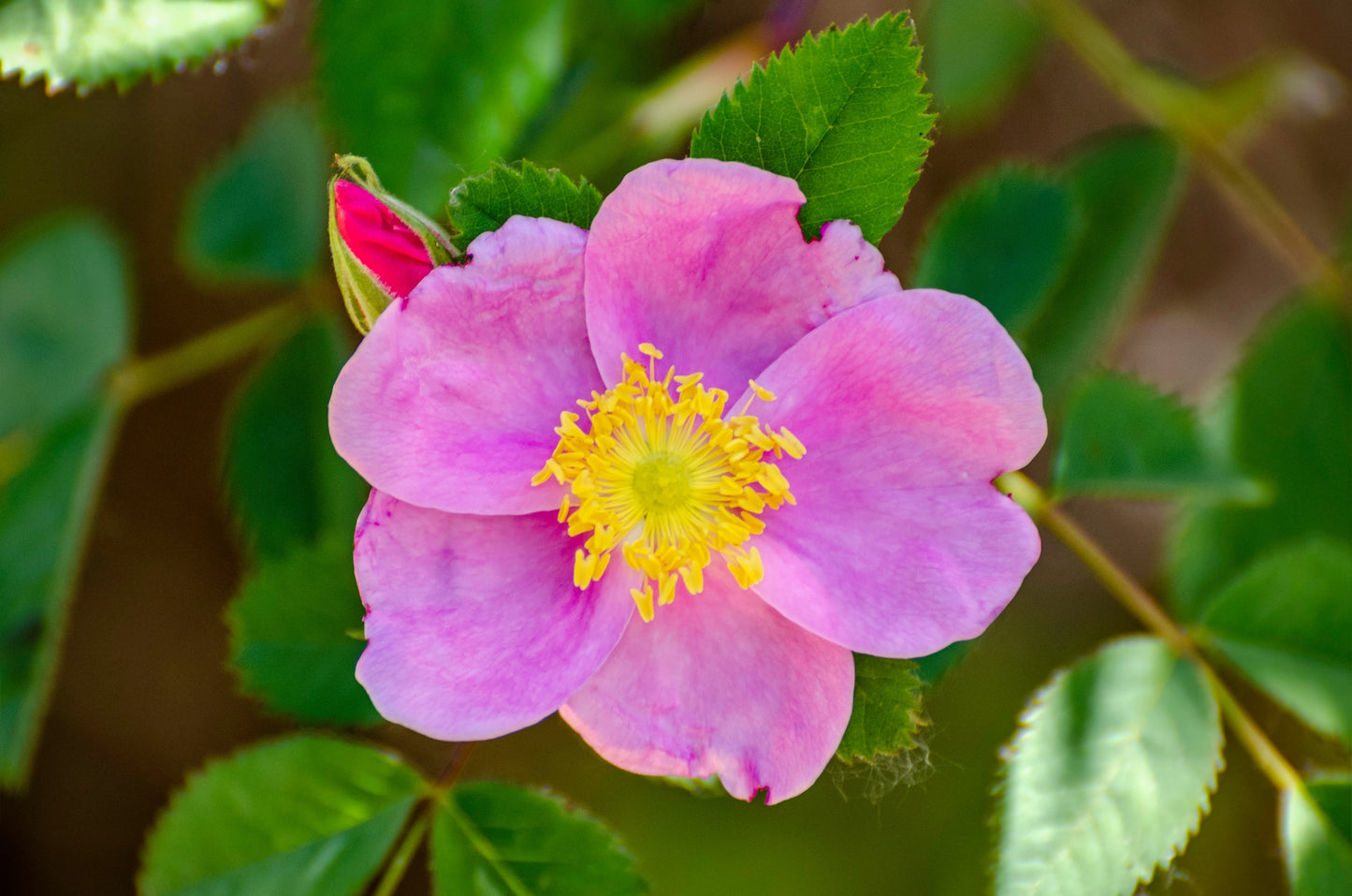 California Rose (Rosa californica)