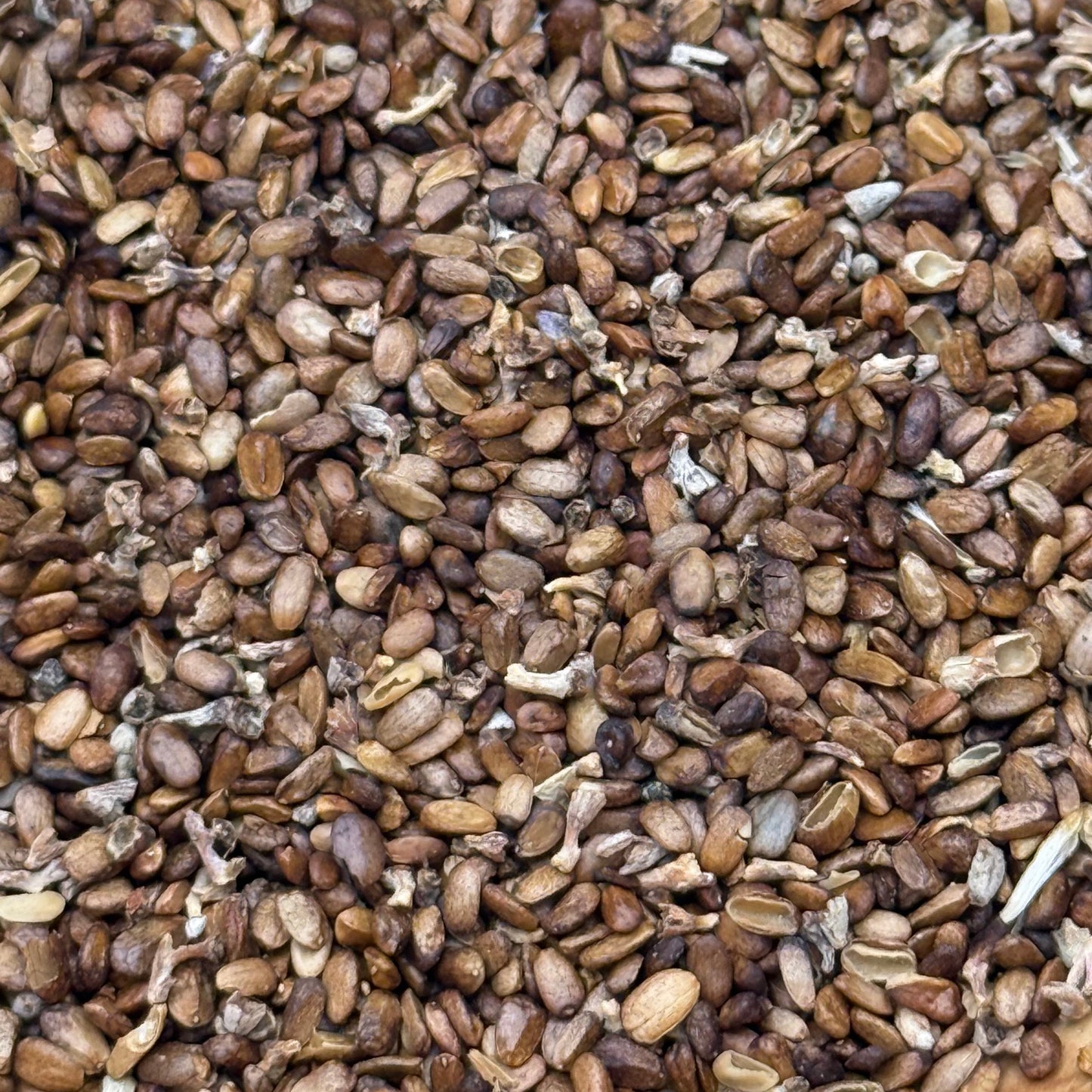 Salvia apiana - White Sage