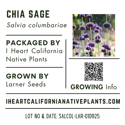 Chia Sage (Salvia columbariae)