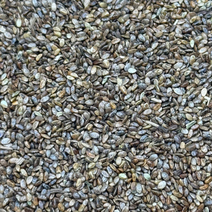 Salvia columbariae - Chia Sage