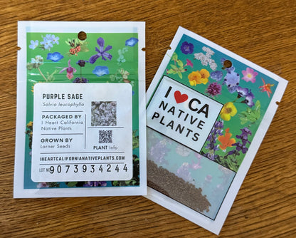 Purple Sage (Salvia leucophylla)