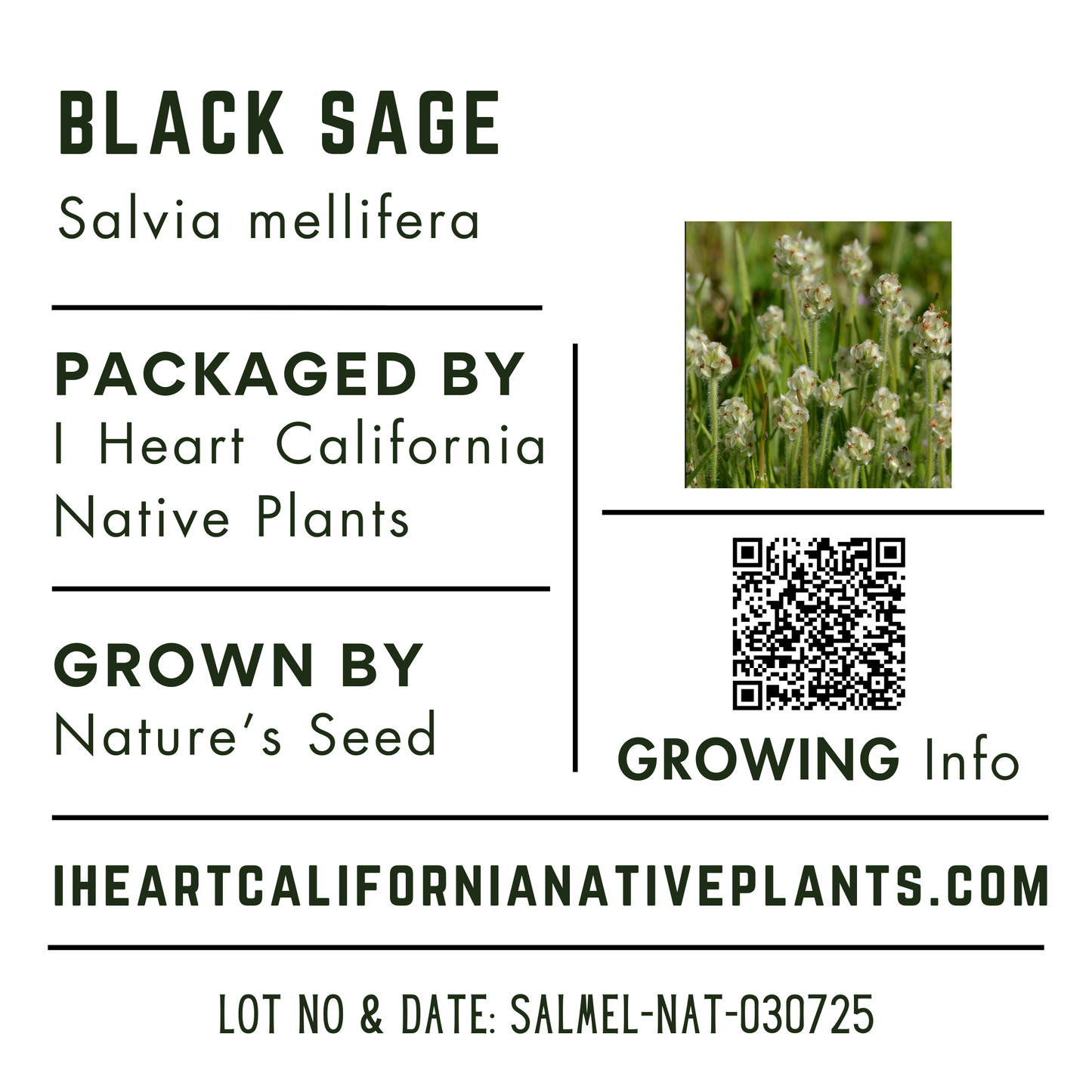 Black Sage (Salvia mellifera)