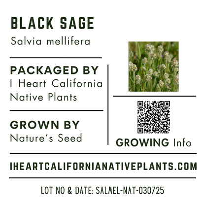 Black Sage (Salvia mellifera)