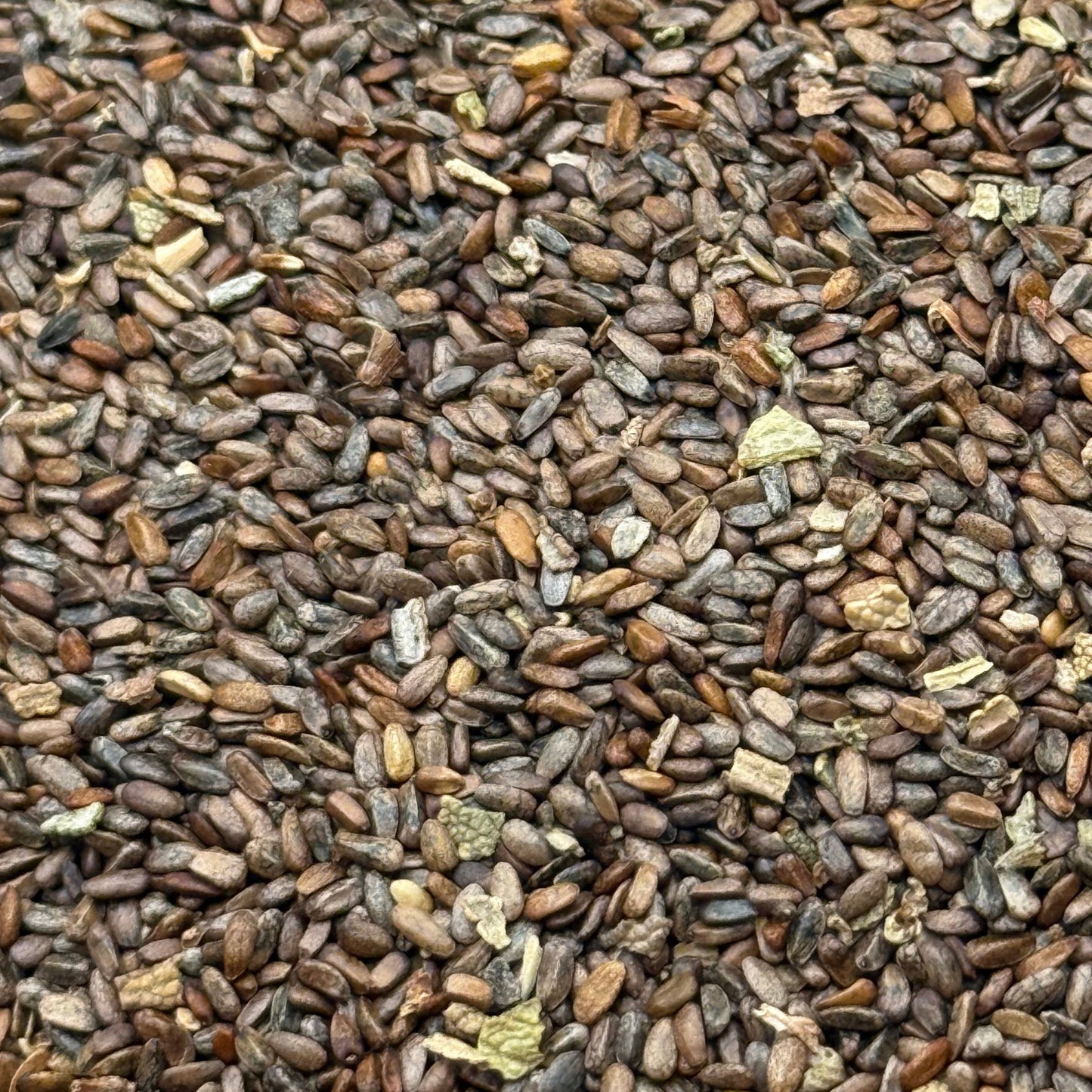 Salvia mellifera - Black Sage